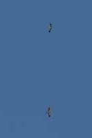 Aigle bott