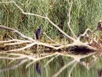 Aigrette des rcifs