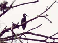 Aigrette des rcifs