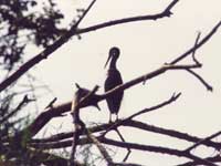 Aigrette des rcifs