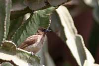 Bulbul des jardins