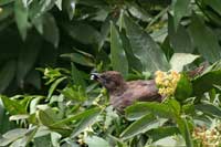 Bulbul des jardins
