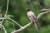 Bulbul des jardins