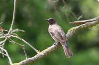 Bulbul des jardins