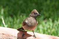 Bulbul des jardins