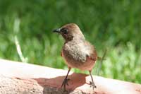 Bulbul des jardins