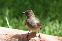 Bulbul des jardins