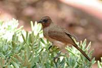 Bulbul des jardins