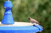 Bulbul des jardins