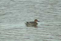 Canard pilet femelle