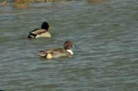 Canard pilet mle