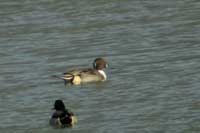 Canard pilet mle