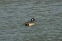 Canard pilet mle