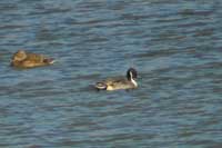 Canard pilet mle