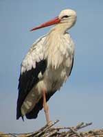 Cigogne blanche