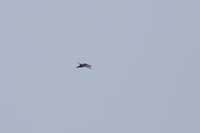 Cigogne noire
