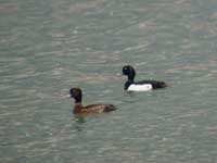 Fuligule morillon mle et femelle