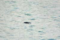 Guillemot de trol