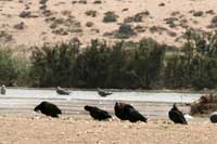 Ibis chauve