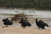 Ibis chauve