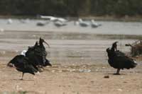 Ibis chauve