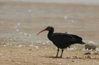 Ibis chauve