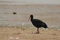 Ibis chauve
