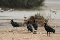 Ibis chauve