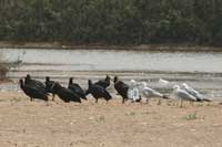 Ibis chauve