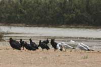 Ibis chauve