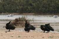 Ibis chauve