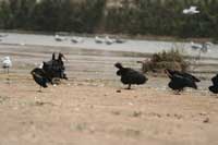 Ibis chauve