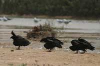 Ibis chauve