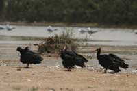 Ibis chauve
