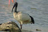 Ibis sacr
