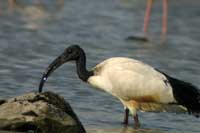 Ibis sacr
