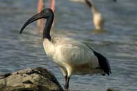 Ibis sacr