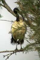 Ibis sacr