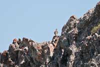 Lagopde alpin