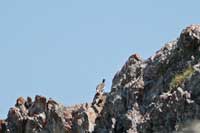 Lagopde alpin