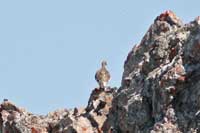 Lagopde alpin