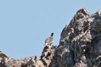Lagopde alpin