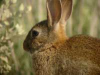 Lapin de garenne