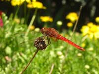 Libellule rouge