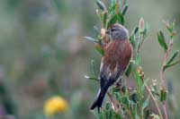 Linotte mélodieuse