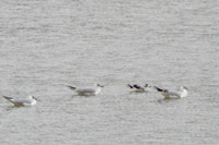 Mouette pygme 1er hiver
