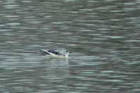 Mouette pygme 1er hiver