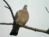 Pigeon ramier