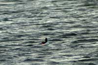 Pingouin torda