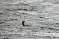 Plongeon imbrin